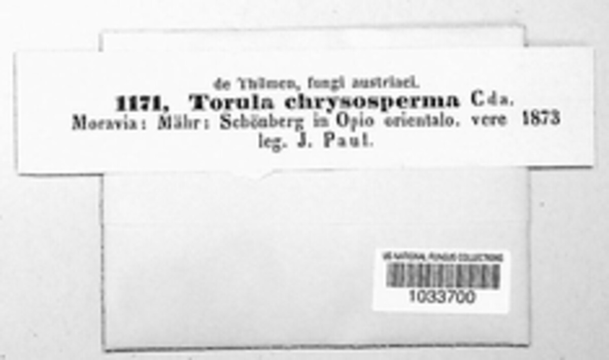 Torula chrysosperma image